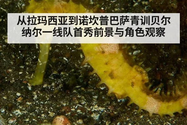 从拉玛西亚到诺坎普巴萨青训贝尔纳尔一线队首秀前景与角色观察